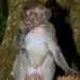 monkey_macaque_balinese_mf_ubud_v_1185_bal4903.jpg